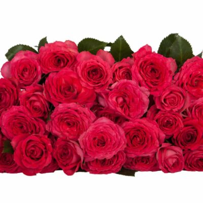 BELLALINDA CERISE