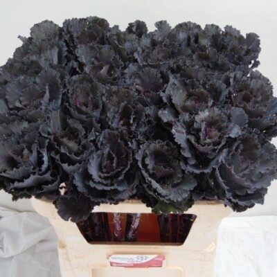 Брасіка 'BLACK LEAF'