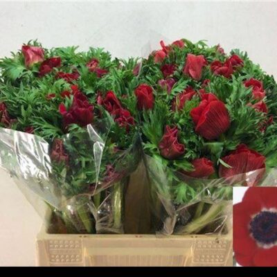 Анемон 'CO MERON RED'