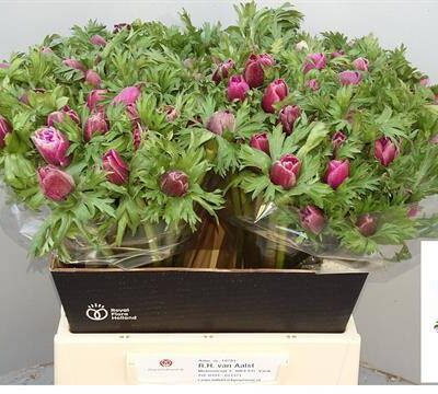 Анемон 'CO MAR ORCHID'