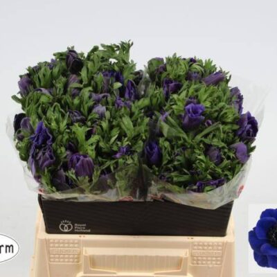 Анемон 'CO GALIL BLAUW'