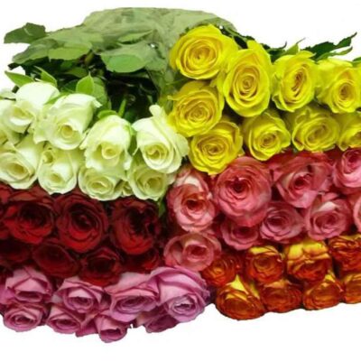 MIX ROSES SAMPLE
