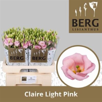 Еустома 'Claire L Pink'