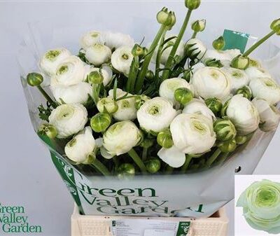 Ранункулюс 'Aazur White'