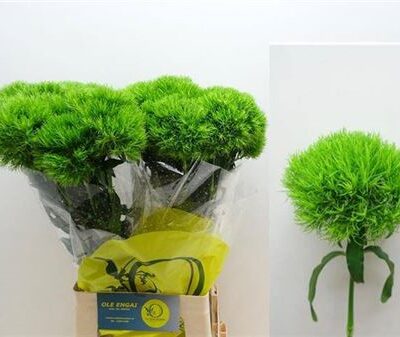 Гвоздика 'Kiwi Mellow'