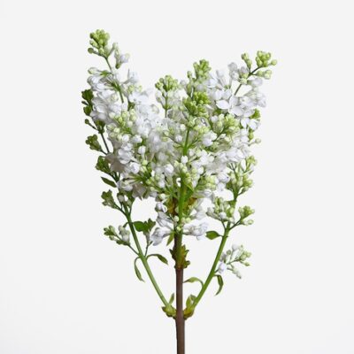 Бузок 'Virgin White'