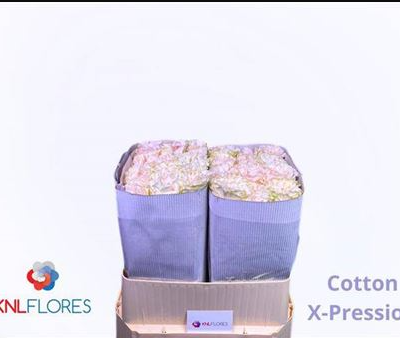 Еквадорська троянда 'Cotton X-Pression'
