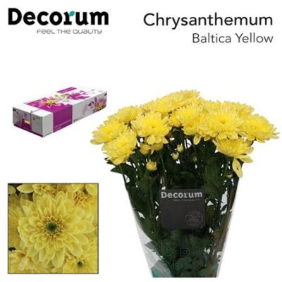 Хризантема 'BALTICA YELLOW'