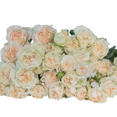 SUMER ROSE