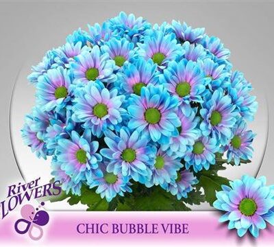 Хризантема 'Chic Klb H%'