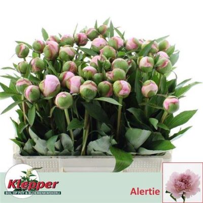 Піон 'Alertie'