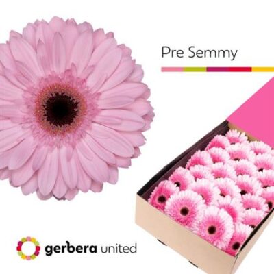 Гербера 'Pre-semmy'
