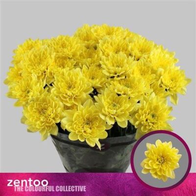 Хризантема 'ALTAJ YELLOW'