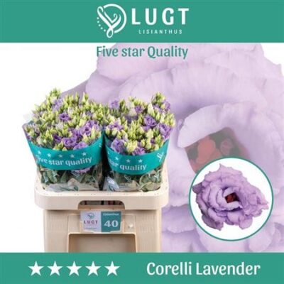 Еустома 'CORELLI LAVEND'