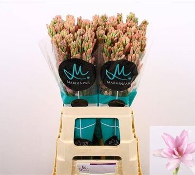 Поліант 'Pink Sapphir'