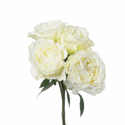 FAIRY KISS WHITE