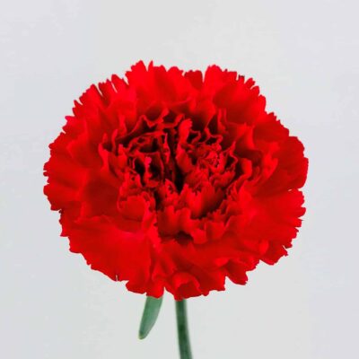 Гвоздика червона