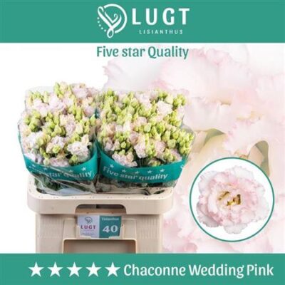 Еустома 'CHAC WED PINK'