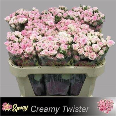 Кущова троянда 'CREAMY TWISTER'
