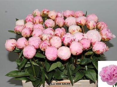 Піон 'Sara Bernhard'