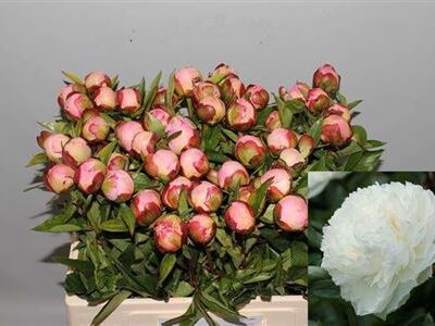 Піон 'Gardenia'