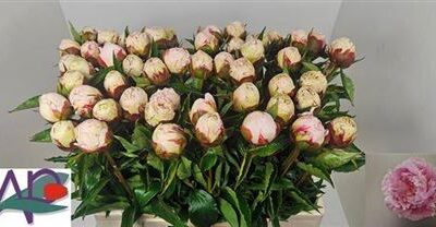Піон 'Gardenia'