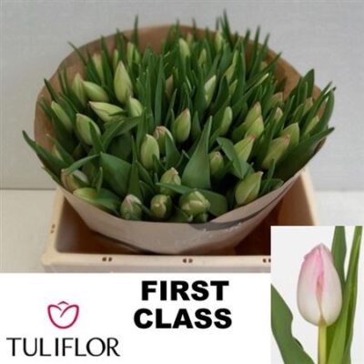 Тюльпан 'First Class'