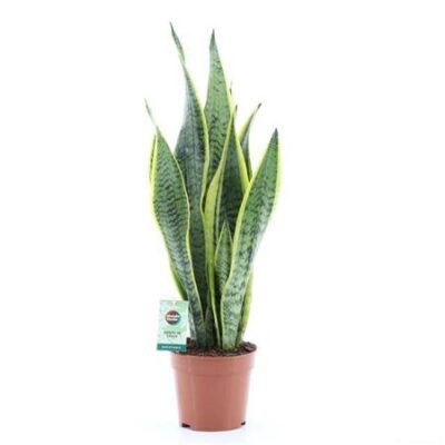 Сансеверія 'Laurentii'