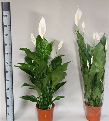 Спатифіліум 'Sweet Lauretta'