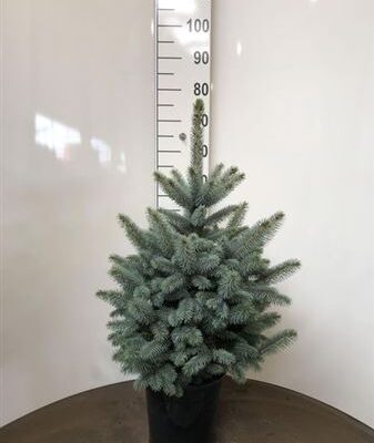 Ялинка 'Super Blue'