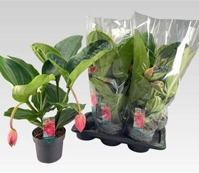 Медіна 'Mag Flamenco'