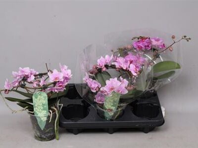 Орхідея 'Mf Gem'