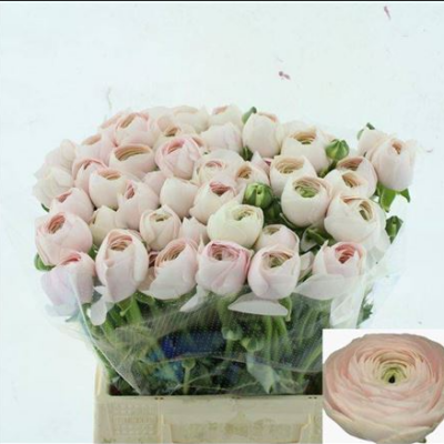 Ранункулюс 'Hanoi Xxl'