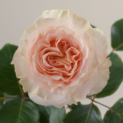 Еквадорська троянда 'Princess Crown'