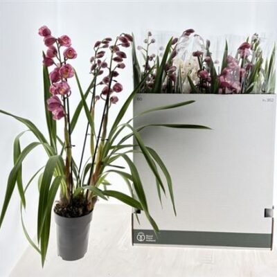 Цимбідіум 'Gem'