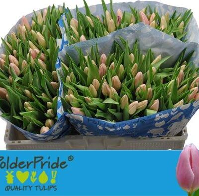 Тюльпан 'Gabriella'