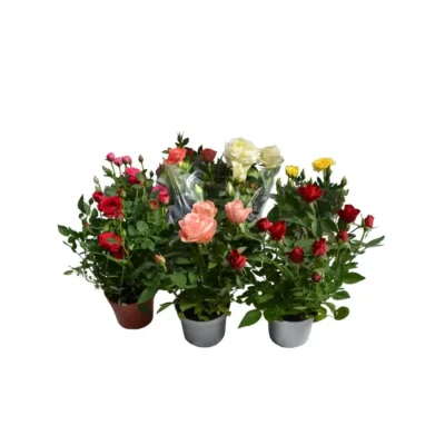 Троянди в горщику 'Gem 5 srt'
