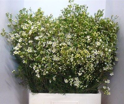 Хамелаціум 'Jupite Moon'