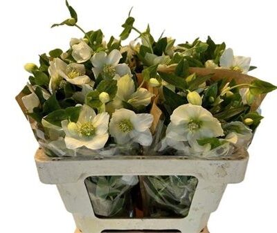 Хелеборус 'White'