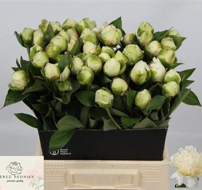 Піон 'Bridal Shower'