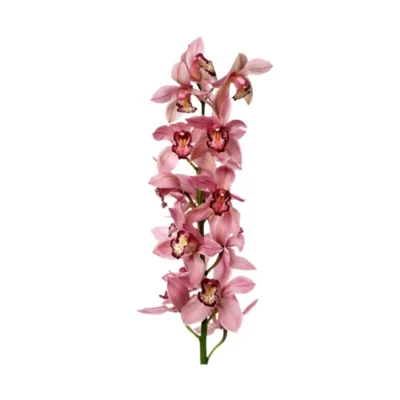 Цимбідіум 'Calslagen'