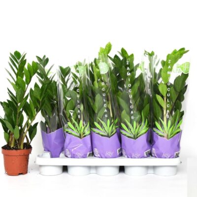 Заміокулькас 'ZAMIIFOLIA'