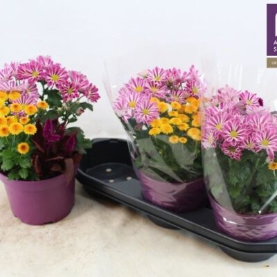 Композиція 'GEM IN POT'