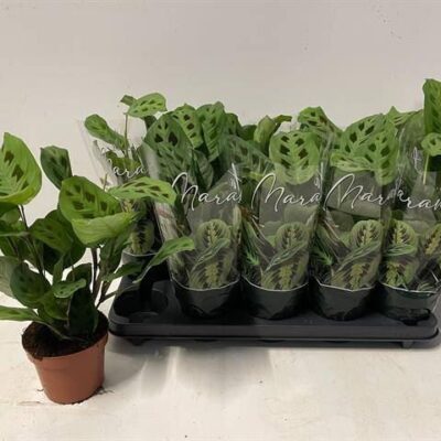 Маранта 'KERCHOVEANA'